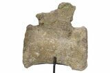 Fossil Sauropod Caudal Vertebra with Metal Stand - Colorado #304868-3